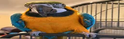 Macaws birds for sale: Macaw  - Advert 2