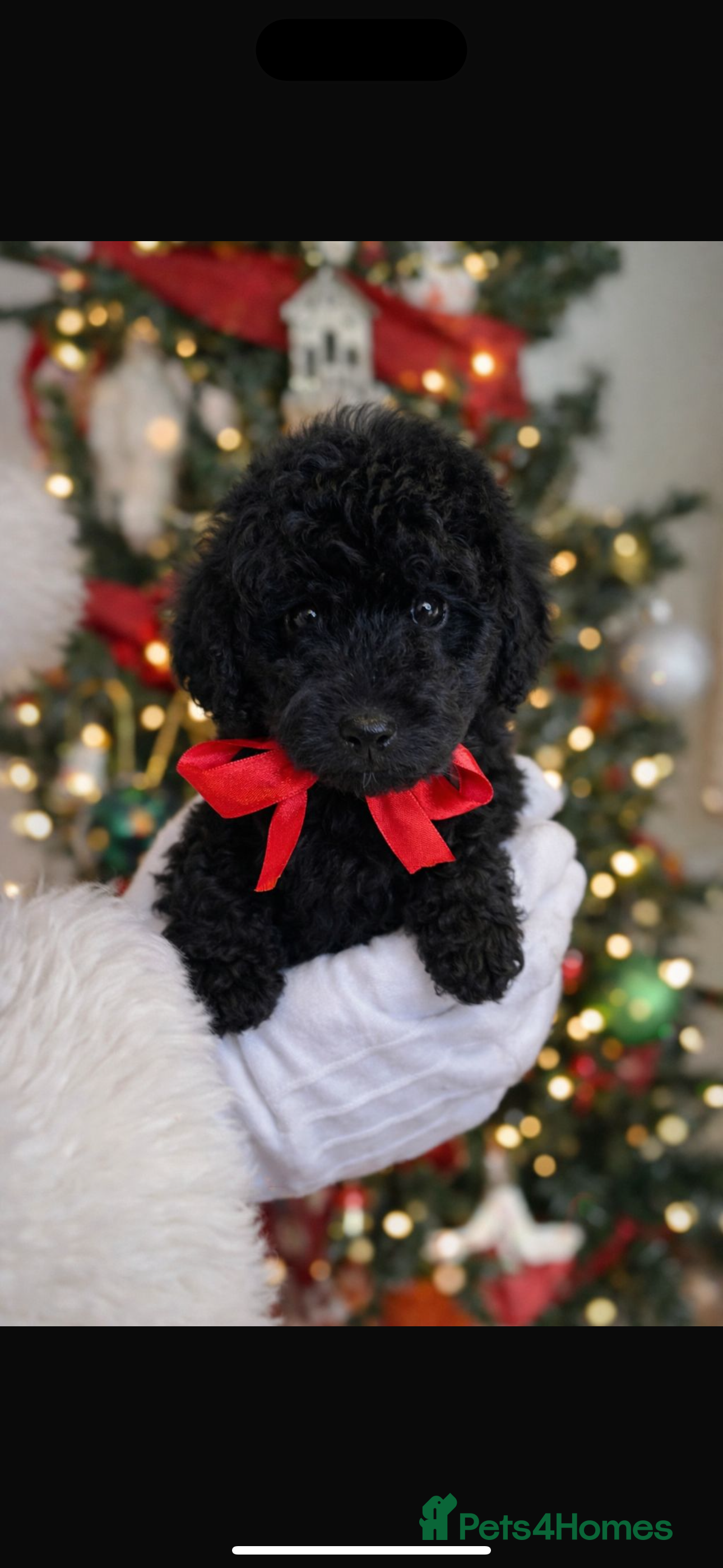 Labradoodle dogs Stunning merle miniature F1b Labradoodle puppies  - Advert 3