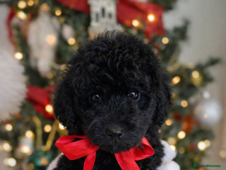 Labradoodle dogs Stunning merle miniature F1b Labradoodle puppies - Advert 4