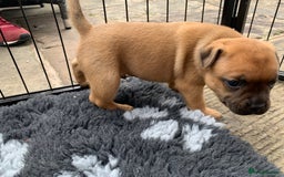 Staffordshire Bull Terrier dogs for sale: Stunning Red Staffy puppies KC top bloodlines - Image 17