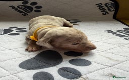 Dachshund dogs for sale: Litter of miniature dachshunds born 12/9/25 - Image 8