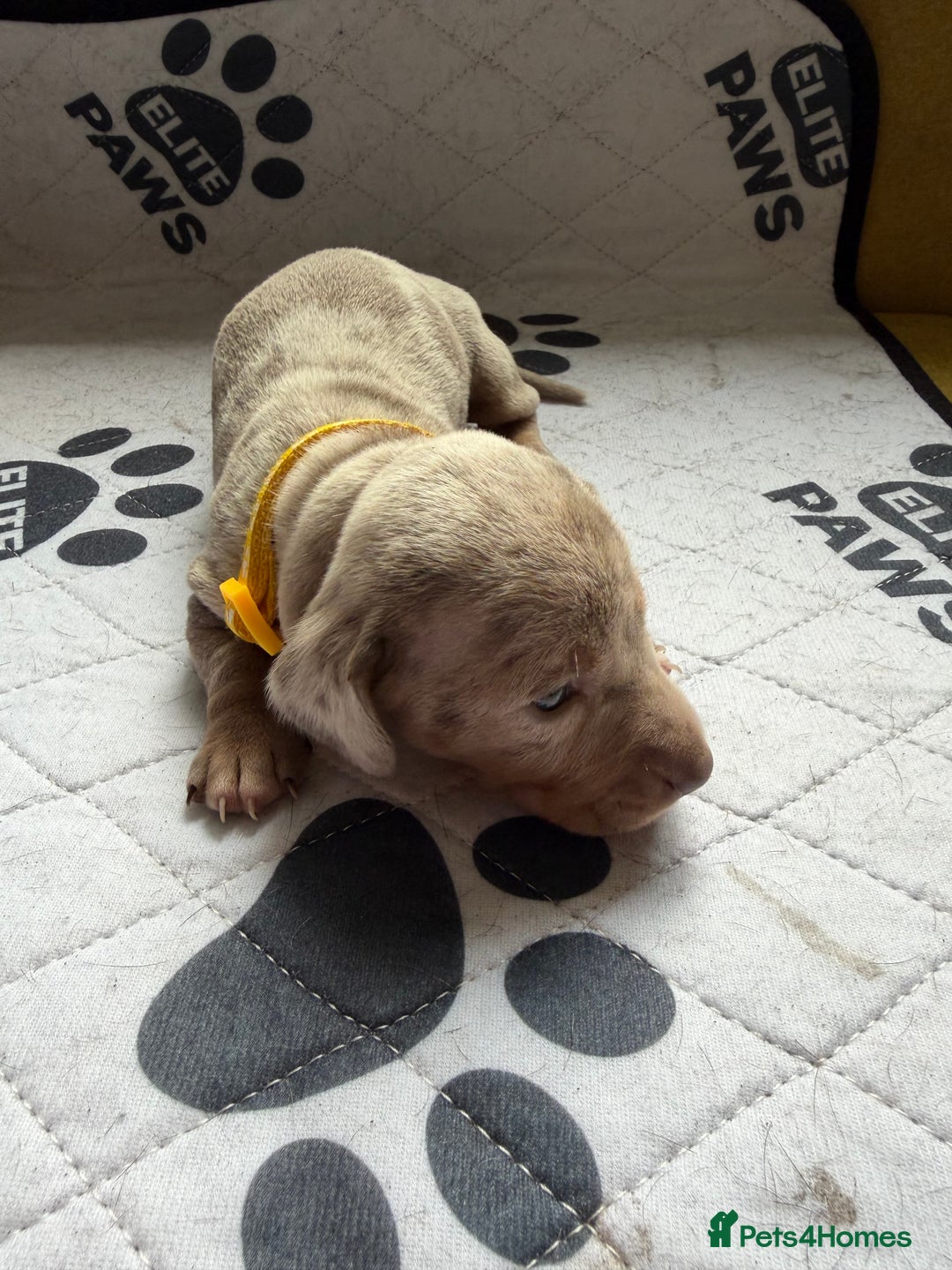 Dachshund dogs for sale: Litter of miniature dachshunds born 12/9/25 - Image 8
