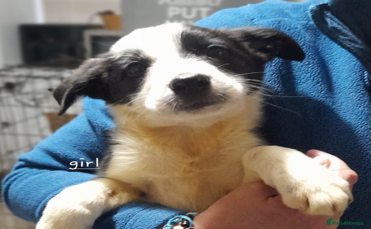 Border Collie dogs - Advert 10