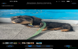Dachshund dogs for sale: 2 left! standard dachshund puppies ready now! - Image 25
