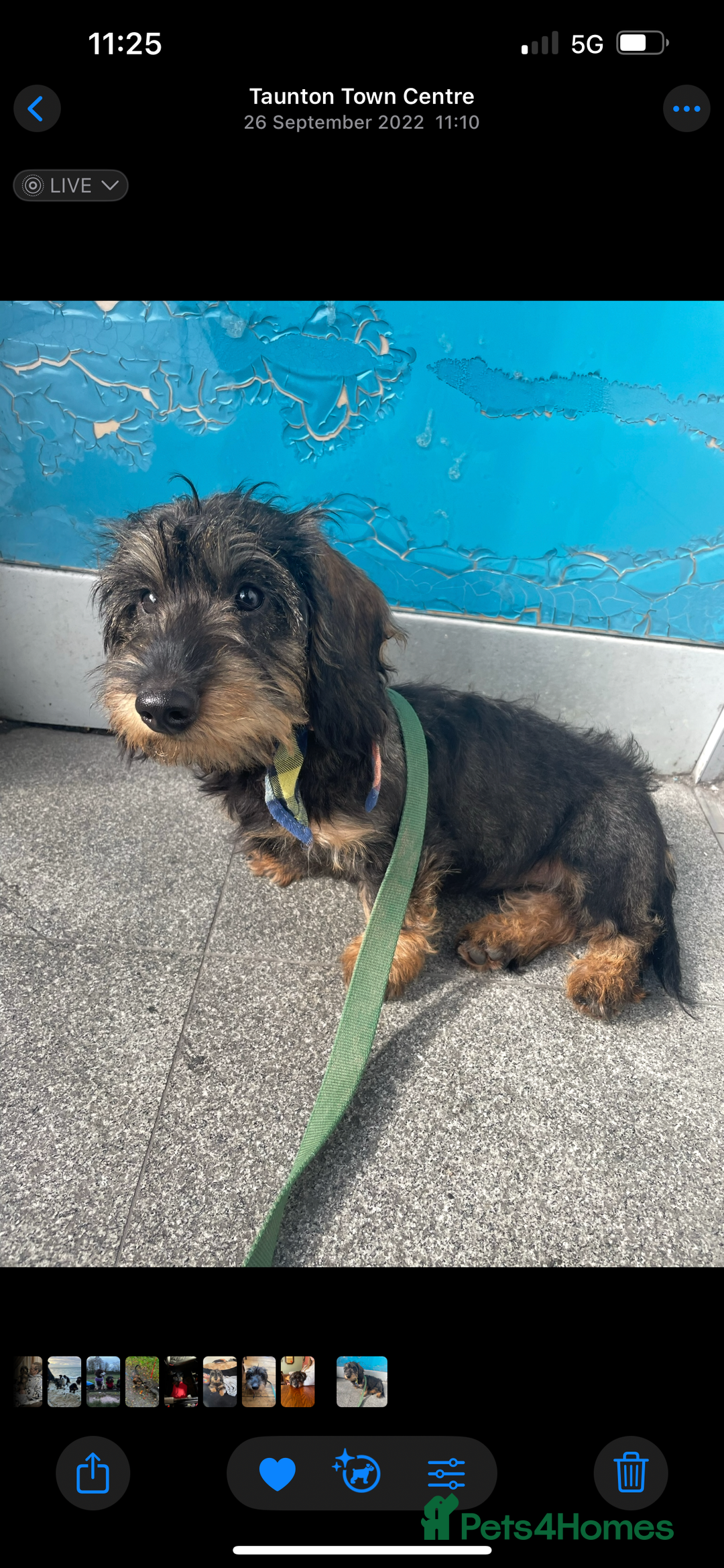 Dachshund dogs for sale: 2 left! standard dachshund puppies ready now! - Image 25