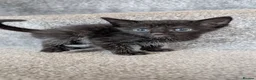 Maine Coon cats for sale: Beautiful Maine Coon/Bengal kittens in Wellingborough - Advert 16