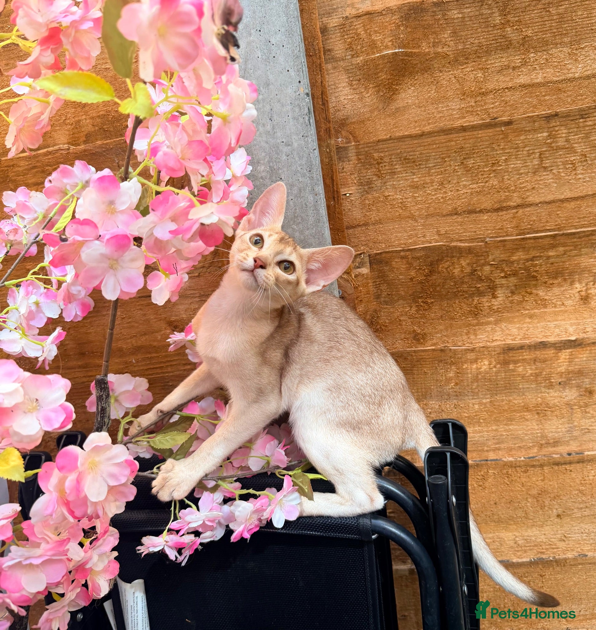 Abyssinian cats     Fu (福) 🏆✨ CHAMPION Silver Cinnamon Abyssinian - Advert 2