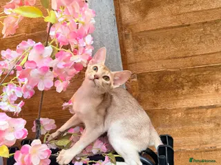Abyssinian cats Fu (福) 🏆✨ CHAMPION Silver Cinnamon Abyssinian - Advert 2
