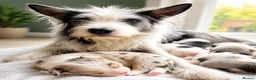 Mixed Breed dogs for sale: Beardie border x puppies - Advert 36