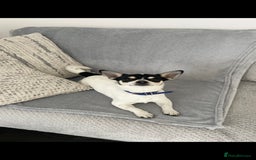 Chihuahua dogs for stud: For stud only  - Image 5