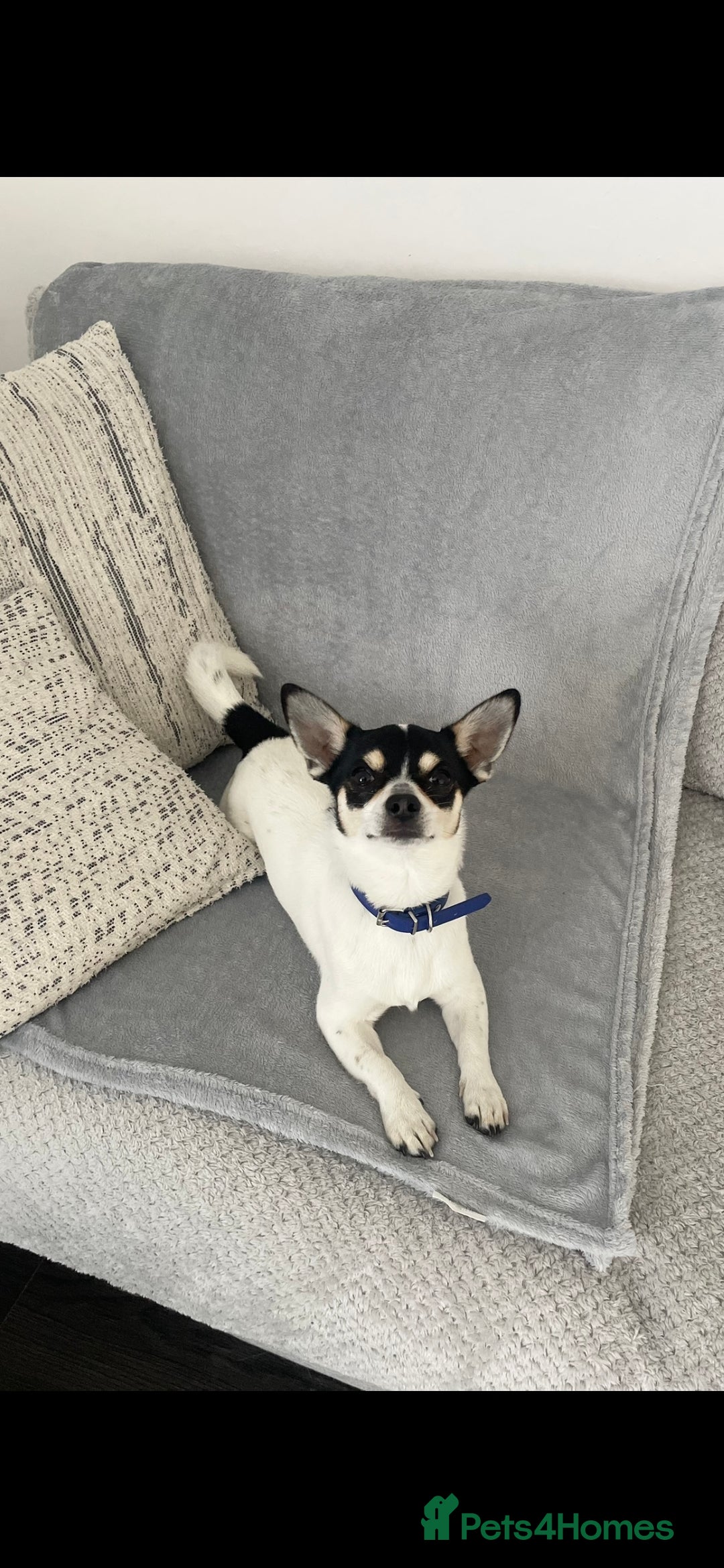 Chihuahua dogs for stud: For stud only  - Image 5
