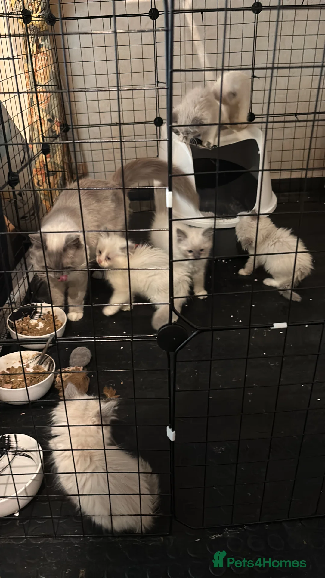 Ragdoll cats for sale: Beautiful Ragdols  - Advert 6