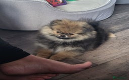 Pomeranian dogs for sale: Female pomeranian  - Image 3