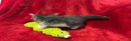Maine Coon cats for sale: 6 Beautiful Maine Coon crossed Ragdoll kittens - Advert 7