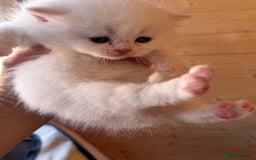 British Longhair cats for sale: Adorable Pure White Blue-Eyed British Kittens - Image 19