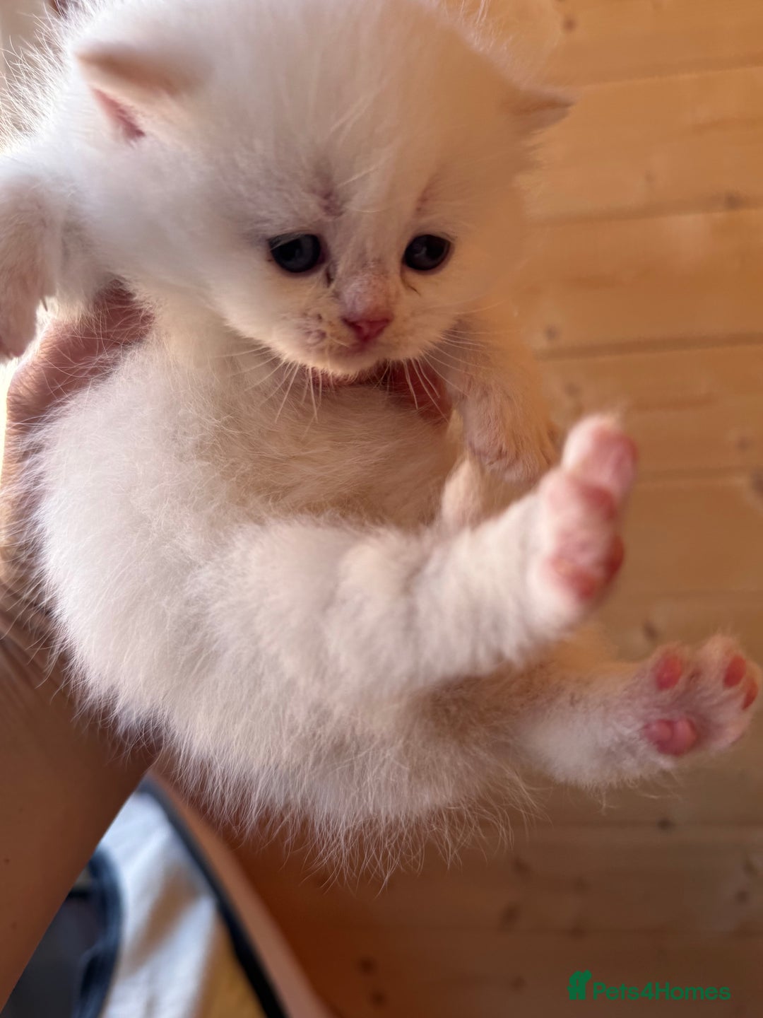British Longhair cats for sale: Adorable Pure White Blue-Eyed British Kittens - Image 19