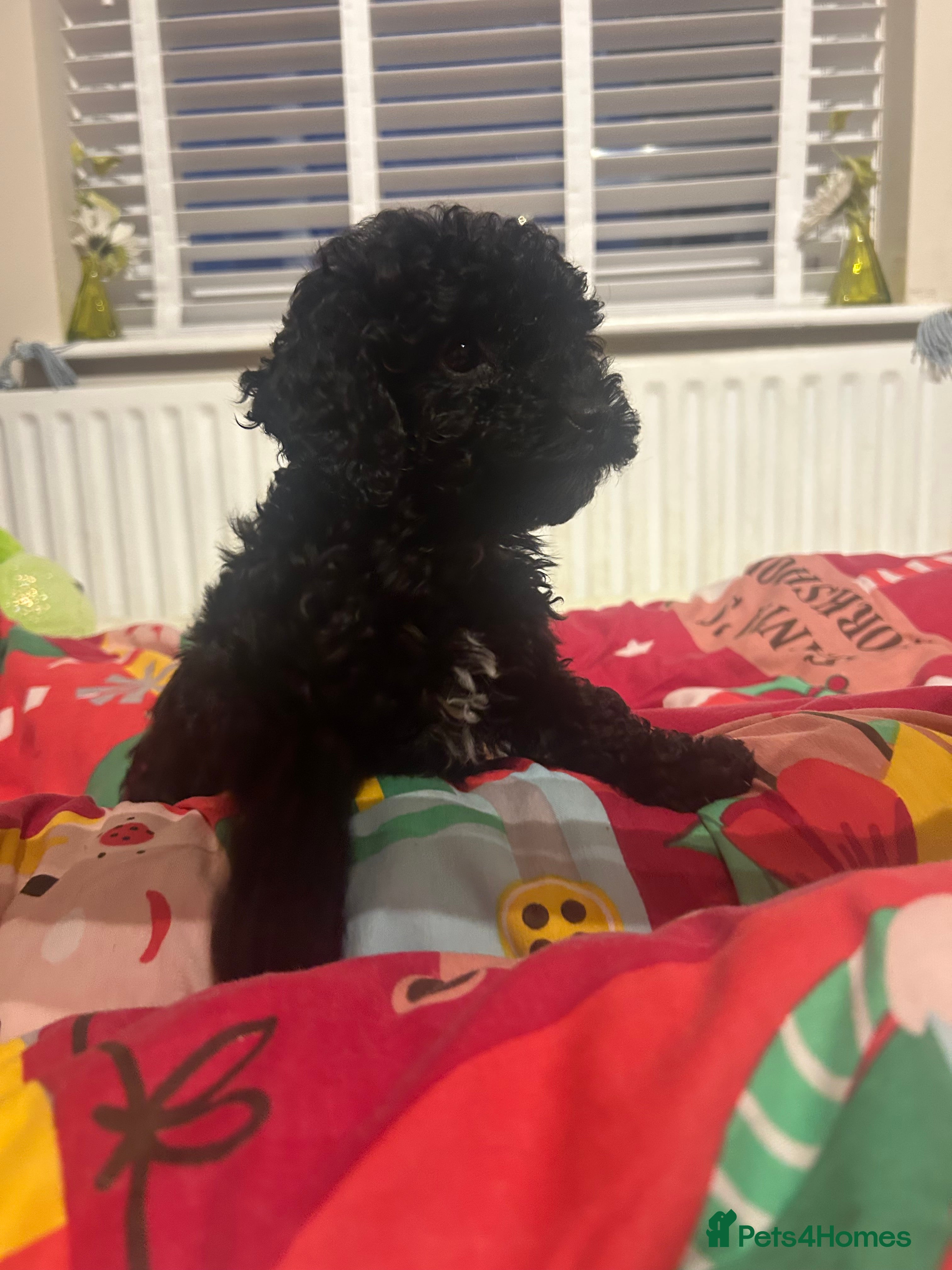 Miniature Poodle dogs Ready to leave now last girl Miniature poodles - Advert 1