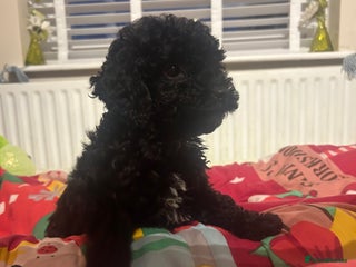 Miniature Poodle dogs Ready to leave now last girl Miniature poodles - Advert 1