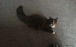 Persian cats for sale: Lovely tortoise shell cat - Image 1