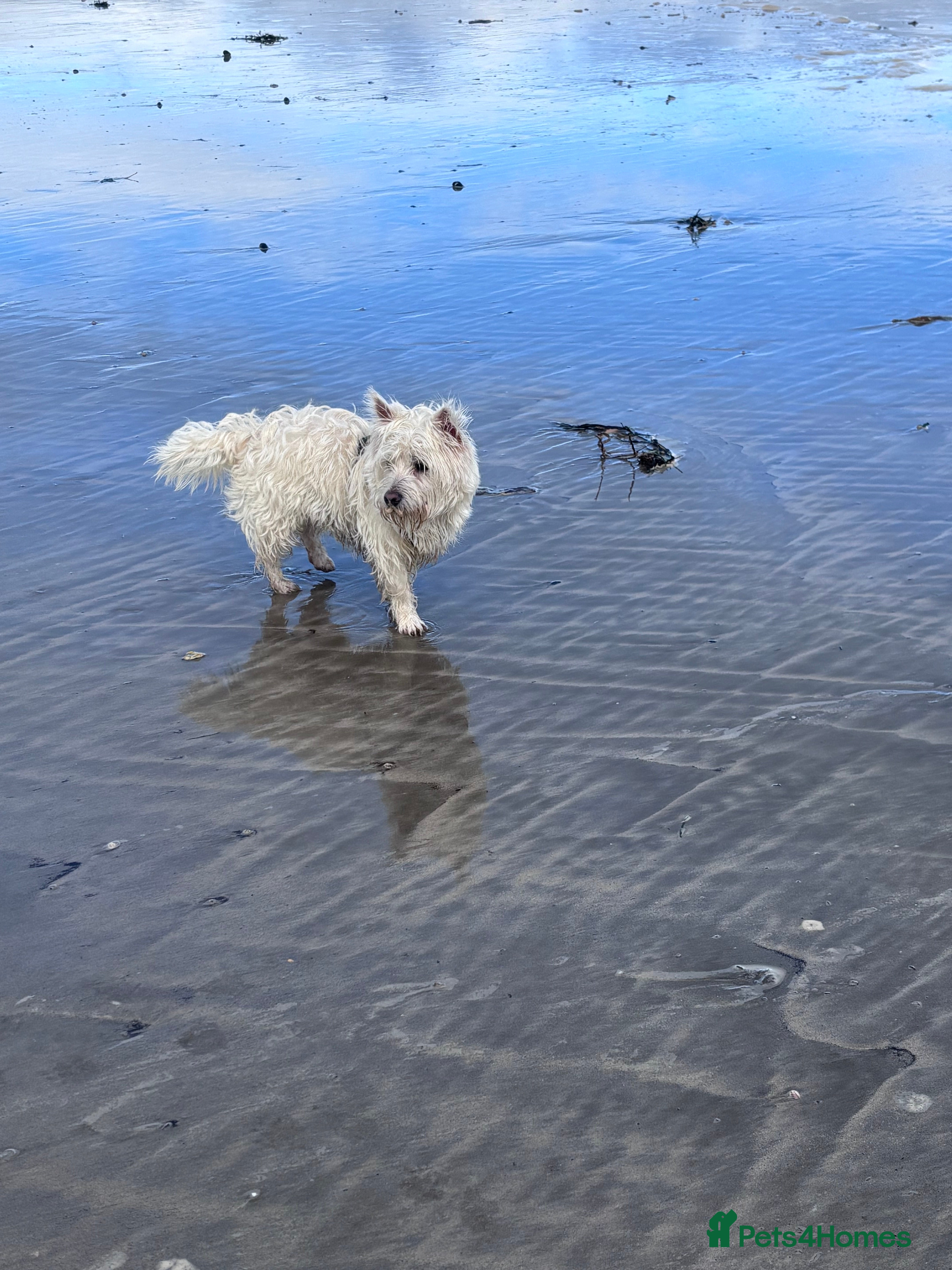 West Highland Terrier dogs Westie x Cairn age 10 months - Advert 5
