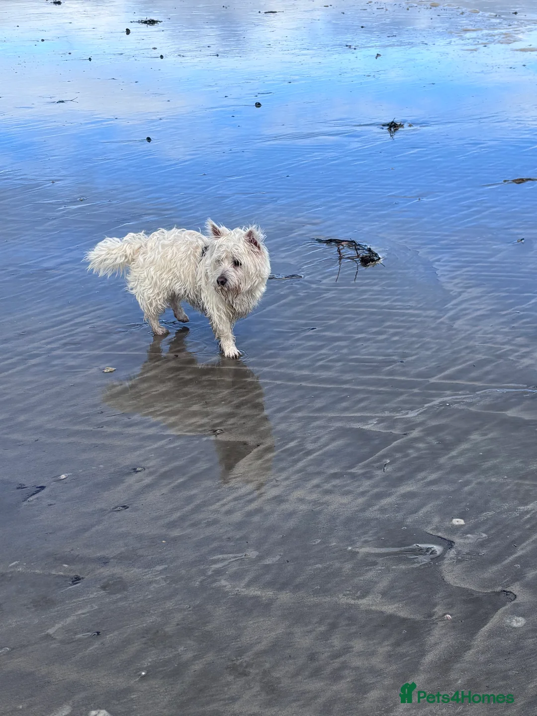 West Highland Terrier dogs for adoption: Westie x Cairn age 10 months in Par - Advert 1