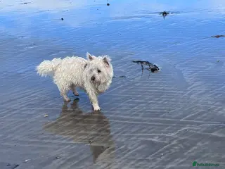 West Highland Terrier dogs Westie x Cairn age 10 months - Advert 6