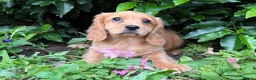 Mixed Breed dogs for sale: £750 *last few *boys - Advert 2