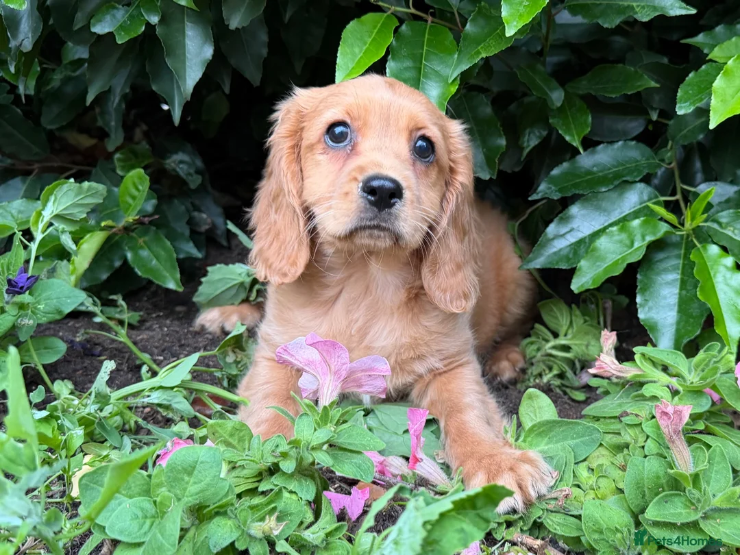 Mixed Breed dogs for sale: £750 *last few *boys - Advert 2