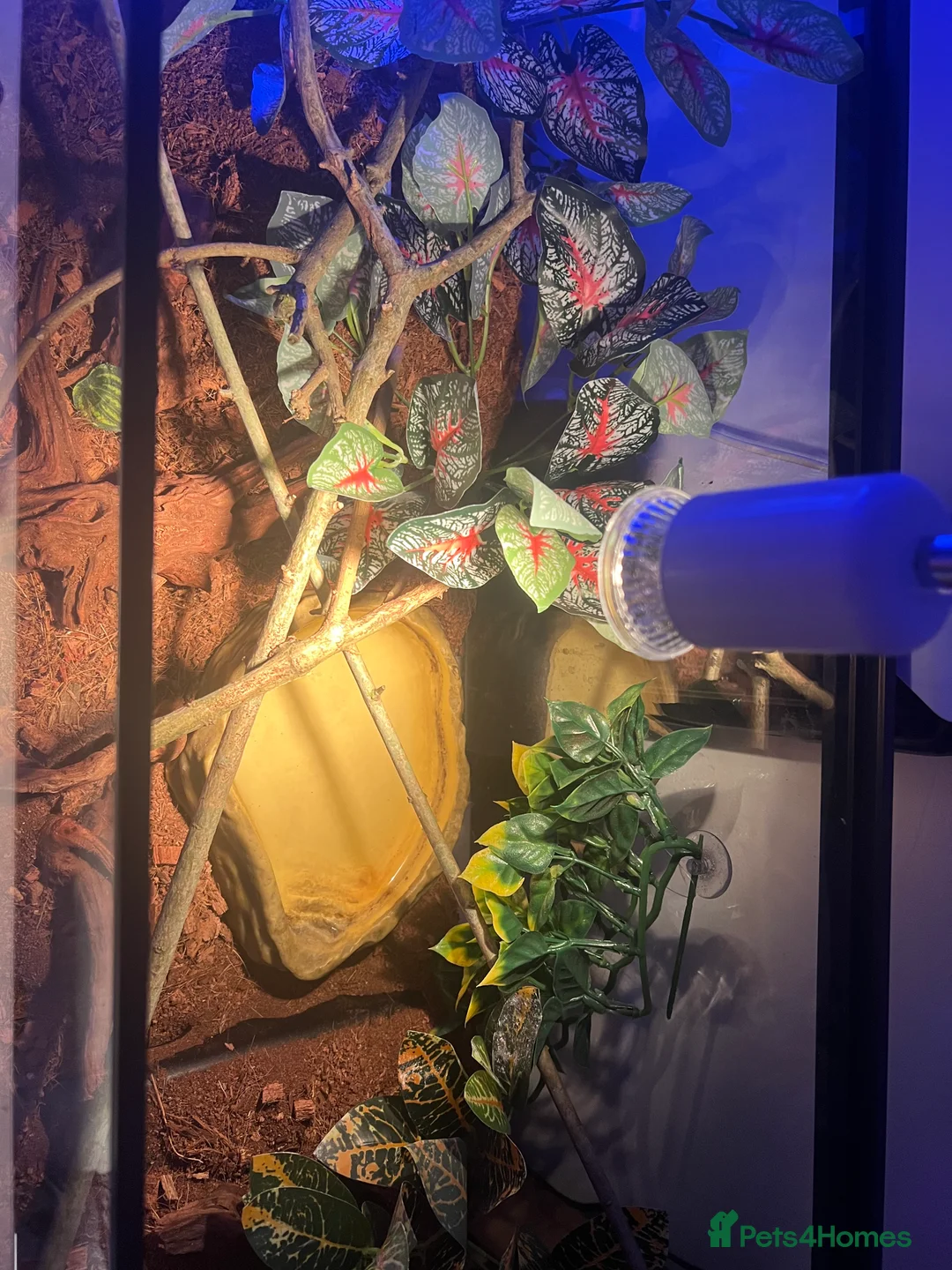 Corn Snake reptiles for sale: 2x corn snakes £150 each with full setup  - Advert 4