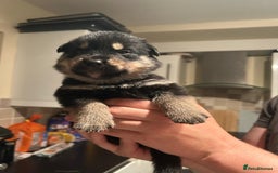 Mixed Breed dogs for sale: 10 Beautiful Rottsky Puppies  - Image 9