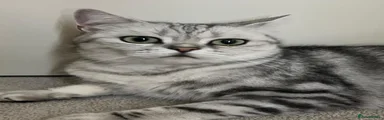 British Shorthair 1