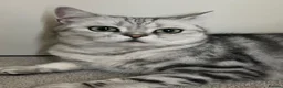 British Shorthair cats for sale: British shorthair tabby chinchilla cross kitens  in Bicester - Advert 2