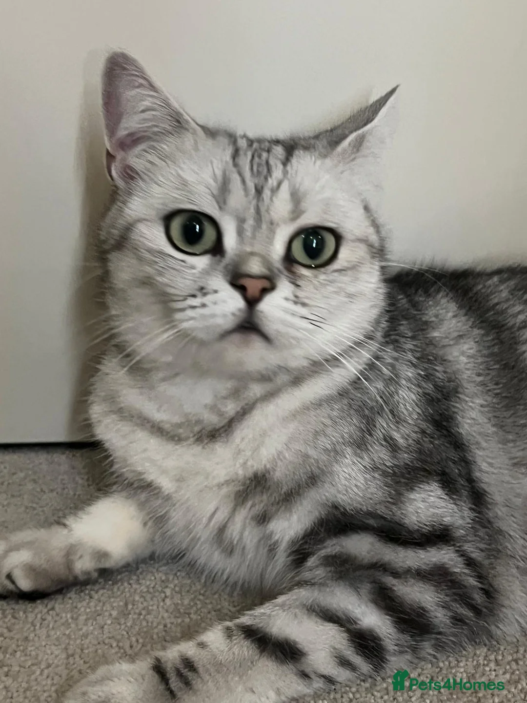 British Shorthair cats for sale: British shorthair tabby chinchilla cross kitens  in Bicester - Advert 2