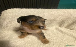 Mixed Breed dogs for sale: Staffypoos for sale - Image 31