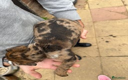 Mixed Breed dogs for sale: Outstanding quality litter of twelve pups - Image 6
