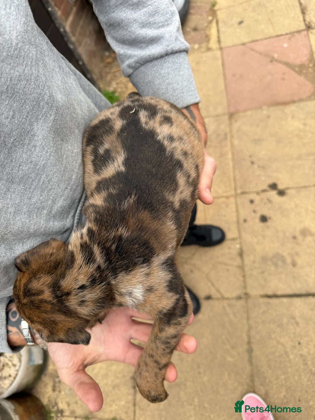 Mixed Breed dogs for sale: Outstanding quality litter of twelve pups - Image 6