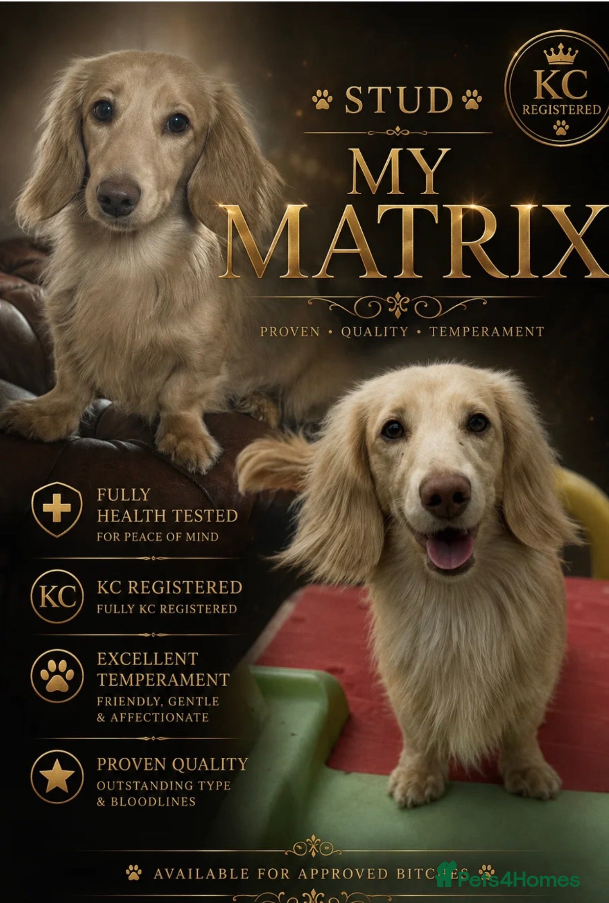 Miniature Dachshund dogs Champion Line KC Mini Longhair Dachshund Pups - Advert 2