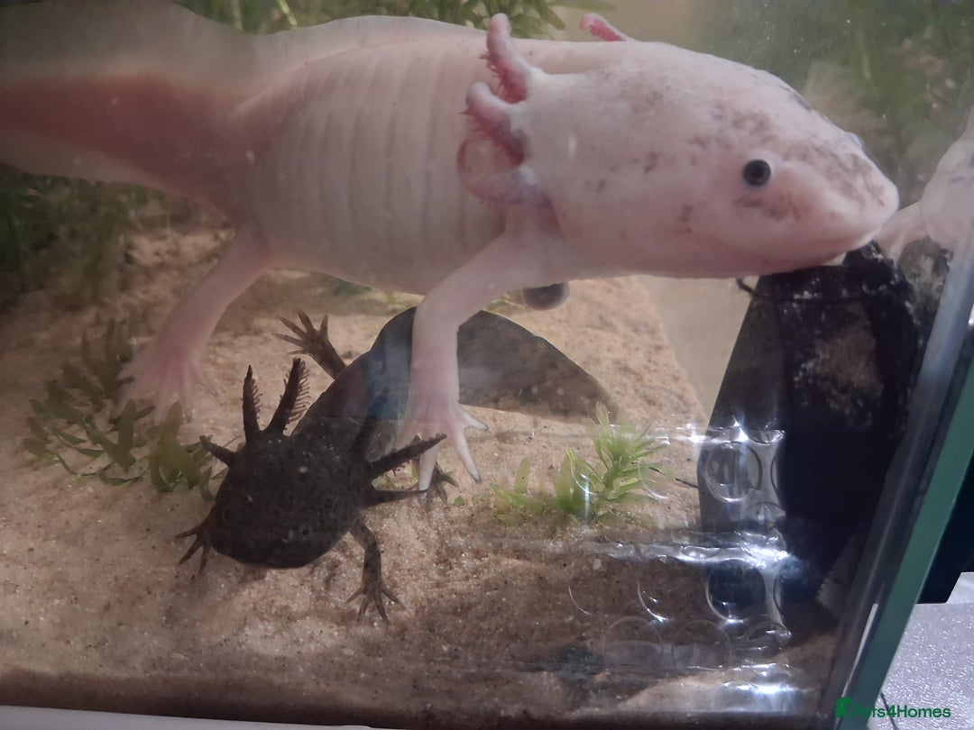 Axolotl reptiles for sale: ALL NOW REHOMED. Axolotl Juveniles Approx 3 months - Advert 1