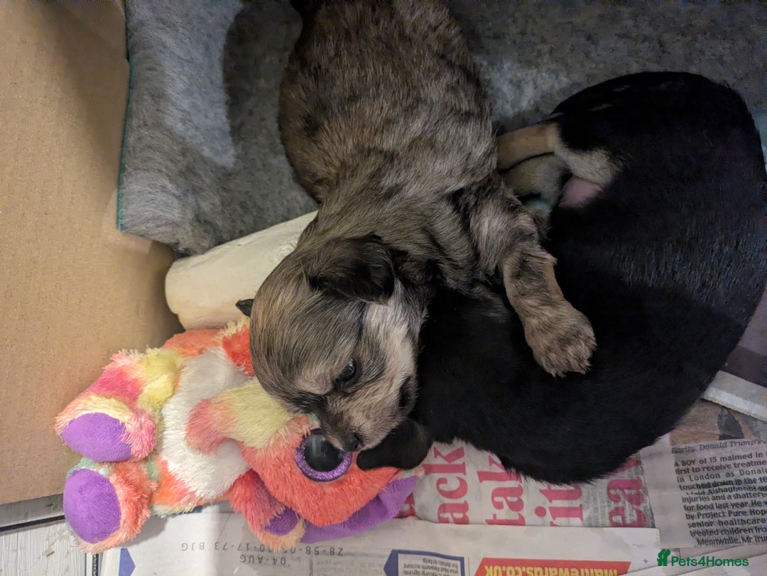 Chipoo dogs for sale: Health tested, non shed chipoos - Image 26