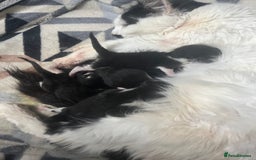 Mixed Breed cats for sale: 5 beautiful kittens  - Image 3