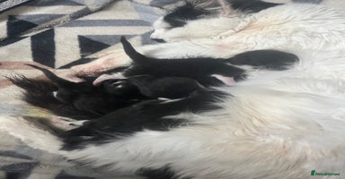 Mixed Breed cats - Advert 3