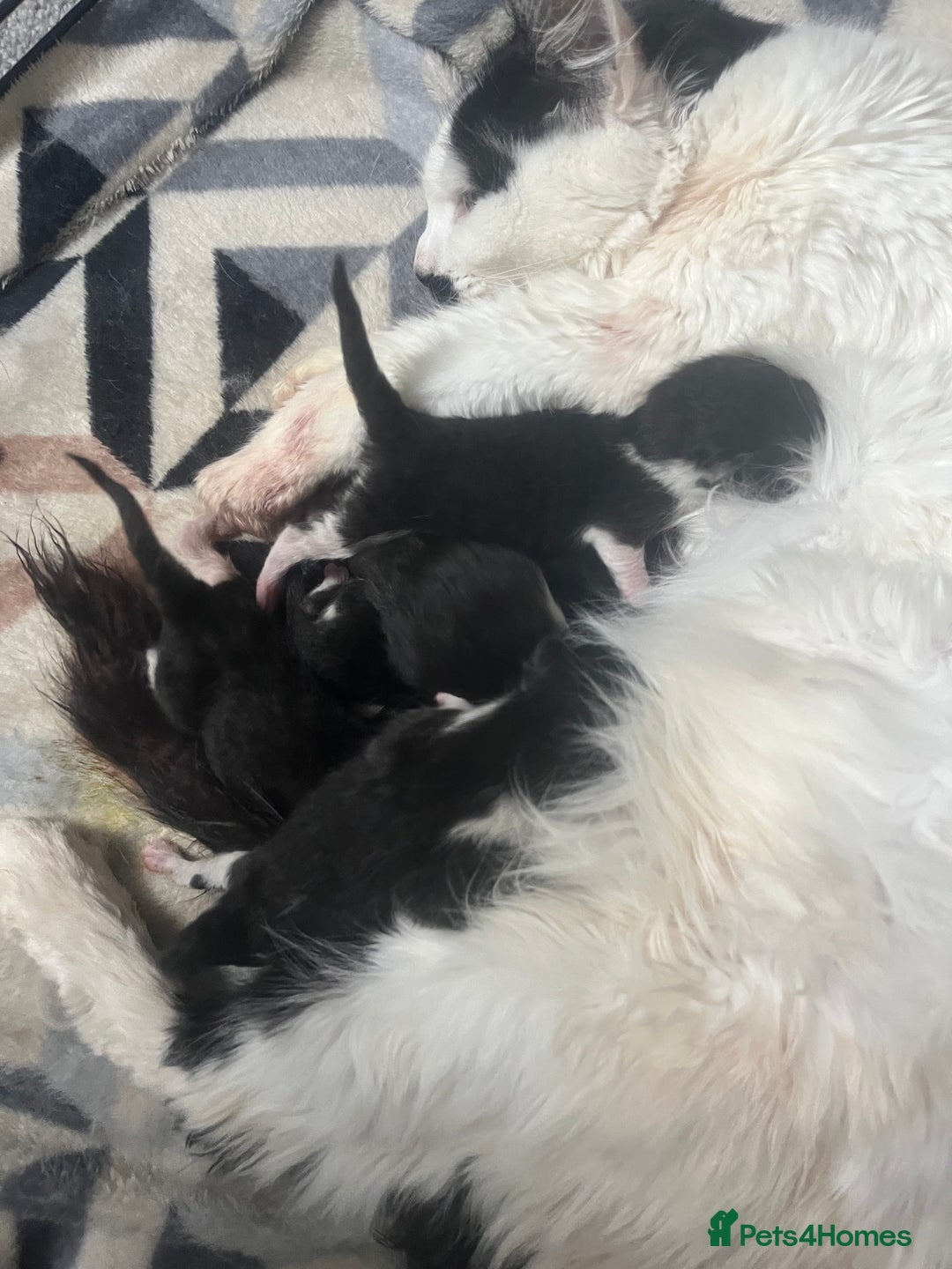 Mixed Breed cats for sale: 5 beautiful kittens  - Image 3