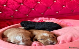 Cockapoo dogs for sale: Stunning Cockapoo Puppies Health Tested  - Advert 13
