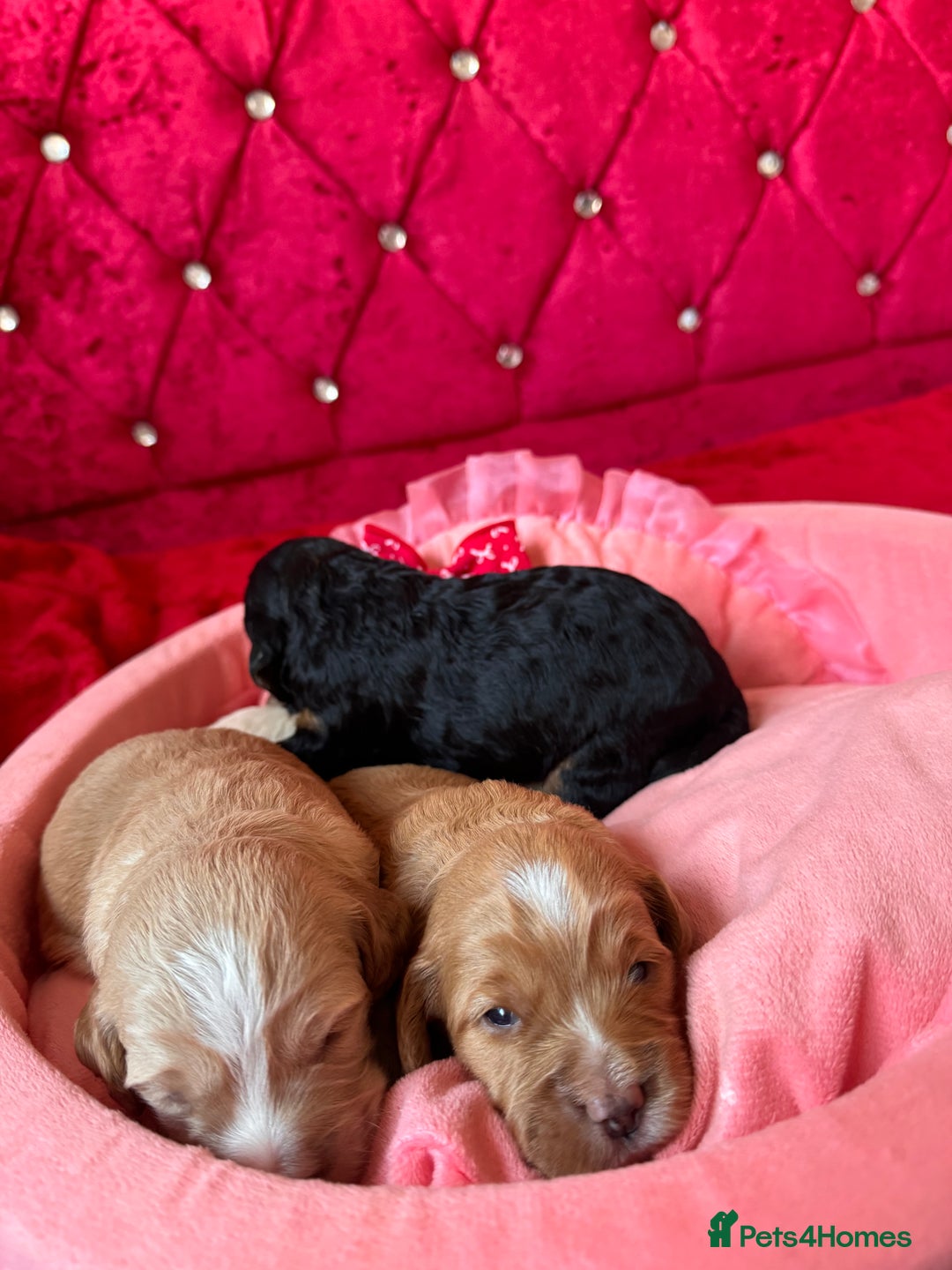 Cockapoo dogs for sale: Stunning Cockapoo Puppies Health Tested  - Advert 13