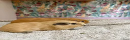 Guinea Pig rodents for sale: 🐹 Guinea Pigs Looking for Loving Homes - Advert 11