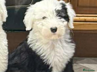 Old English Sheepdog dogs - Advert 2