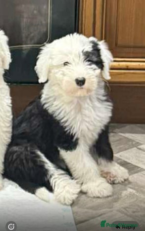 Old English Sheepdog dogs - Advert 1