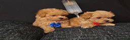 Maltipoo dogs for sale: Maltipoo Miny ready to Leave soon - Advert 12