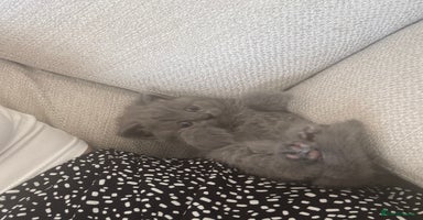 British Shorthair cats - Advert 7