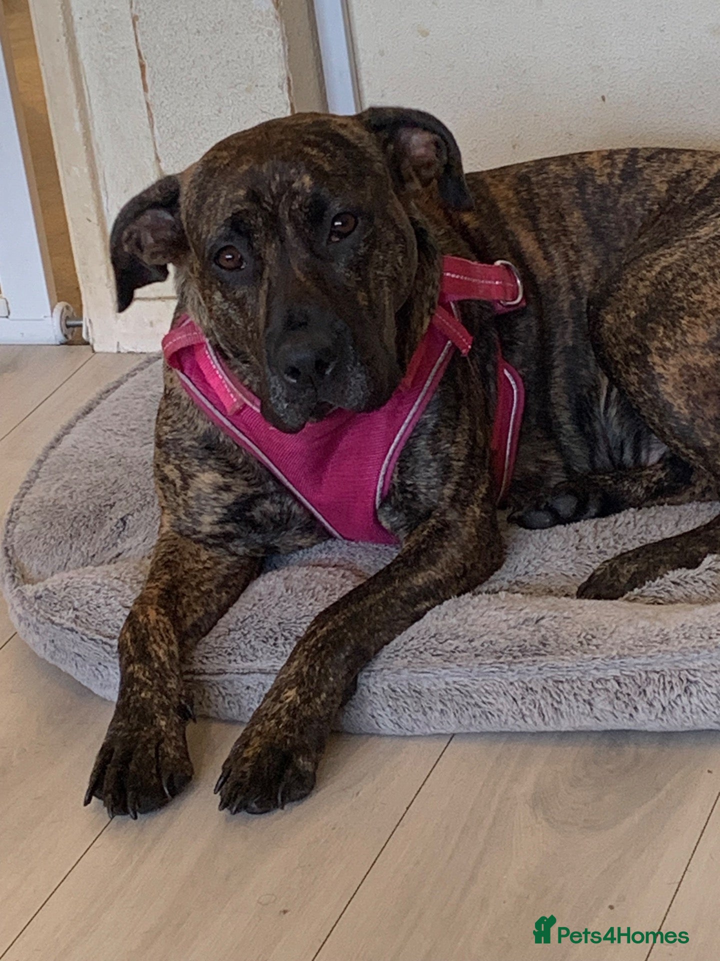 Mixed Breed dogs Cane corso cross staffs - Advert 1